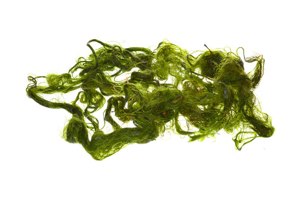 seaweed isolated on white background - Photo, Image