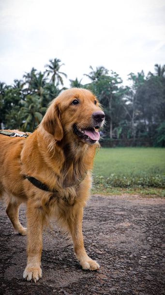 Golden Retriever σκυλί ευτυχώς χαμογελά κατά τη διάρκεια μιας βόλτας έξω - Φωτογραφία, εικόνα