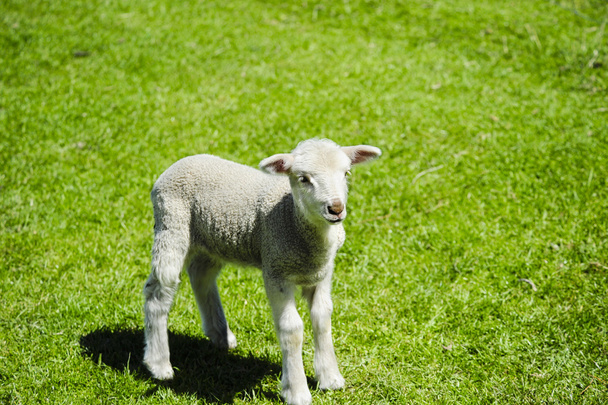 芝生のフィールドでの子羊 - 写真・画像