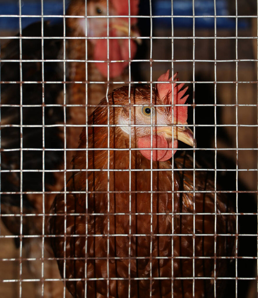una gallina marrón mirando la cámara desde una jaula de aves de corral con rejilla de ventana hecha de alambres de acero - Foto, imagen