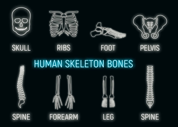 Human skeleton bone icon glow neon style, leg forearm skull, ribs part organism roentgen human body isolated on black, flat vector illustration. Silhouette black biological science. - Vector, Image