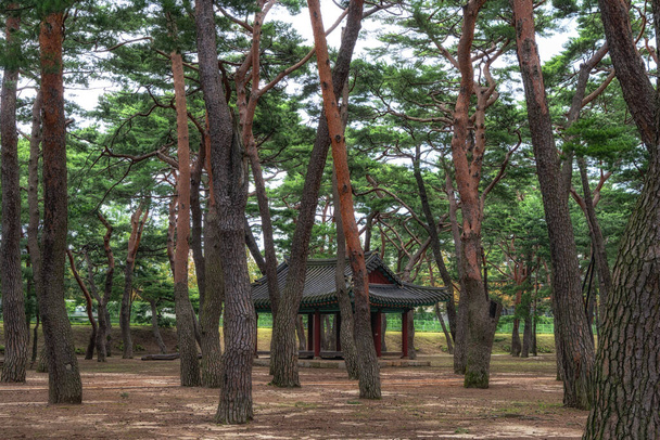 Hadong parque bosque de pinos con pagoda tradicional coreana en el medio. Hadong, Corea del Sur - Foto, imagen