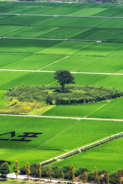 Pareja de pinos entre arrozales en la región de Hadong Pyeongsari en Corea del Sur. Tomado durante el verano - Foto, Imagen