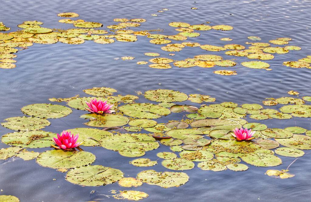 beautiful lotus flowers in the water - Φωτογραφία, εικόνα