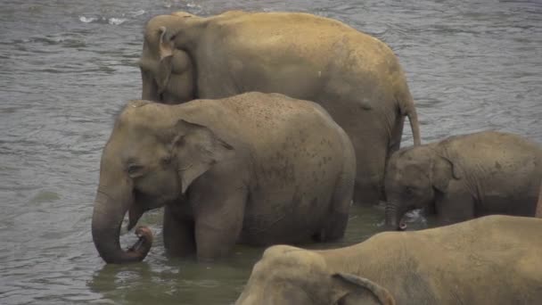 Elephants drinking - Footage, Video