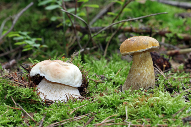 Two young wild mushrooms that are often confused with each other grow in the forest. On the left is an edible cep, and on the right is an inedible bitter bolete. Comparison of similar and different details. - Photo, Image