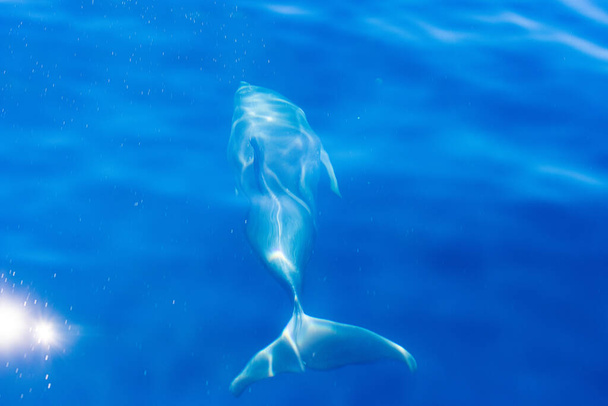 Common bottlenose dolphin surfacing on the Adriatic Sea in Croatia - Photo, Image