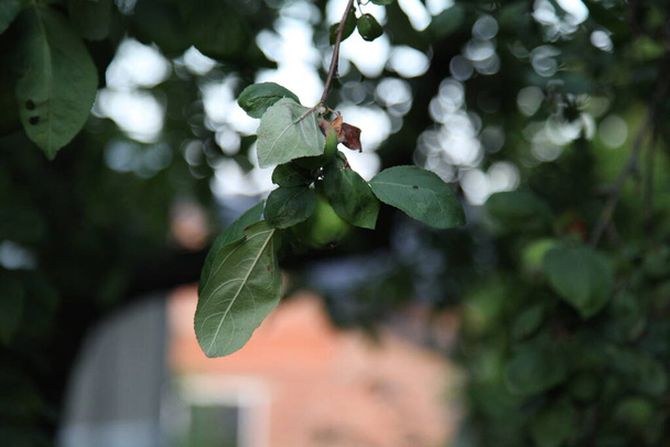 Φύλλα αλουμινίου στο φόντο του σπιτιού - Φωτογραφία, εικόνα