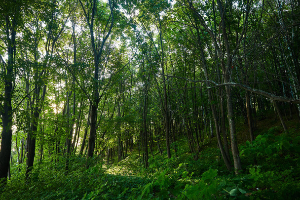 landscape green forest path day - Fotoğraf, Görsel