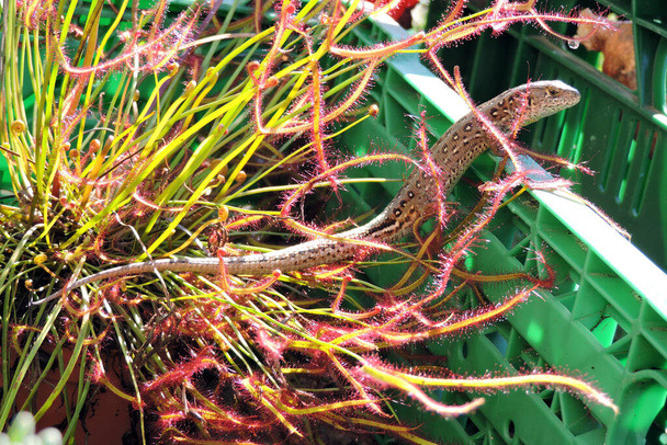 A wild sand lizard basking in the Sun between forked sundew leaves inside a plastic green crate  - Photo, Image