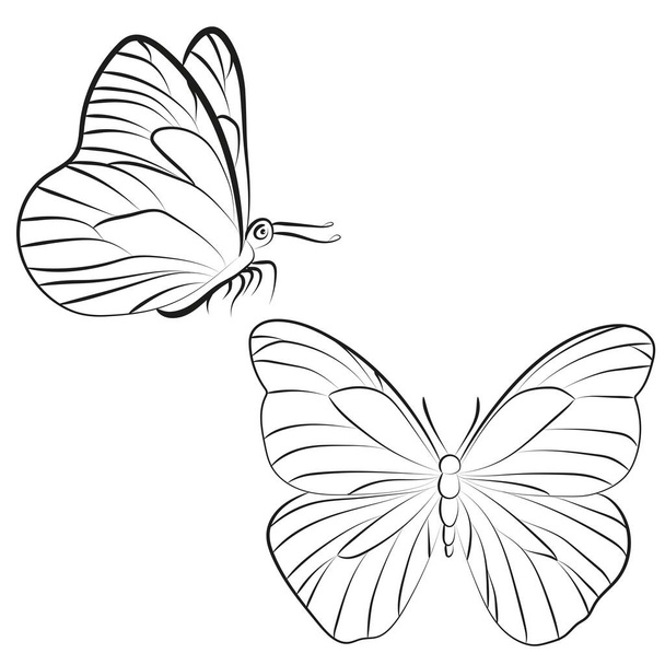 Elegant Outline butterfly on white background - Vector, Imagen