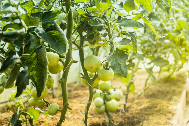 Green young tomatoes growing in greenhouse - Fresh healthy organic food, farming business concept.  - Foto, Imagem