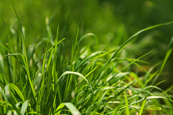 Macro of green blade of grass - Photo, Image