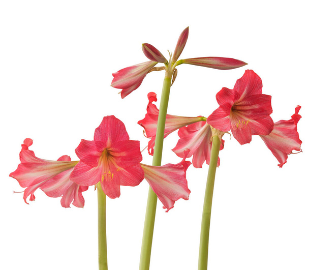 Bud hippeastrum (amaryllis) sonatini różowy i biały trąbka "Gorące usta" na szarym tle - Zdjęcie, obraz