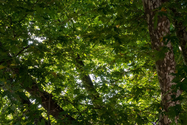 přední pohled větve stromu a opouští pozadí - Fotografie, Obrázek
