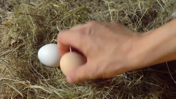 A man's hand takes out chicken eggs from the nest in close-up. - Footage, Video