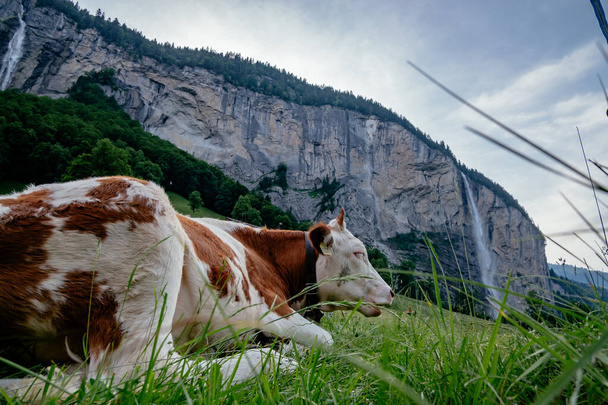 Дружня Коричнева Корова в Медоу в долині Лаутербруннен з водоспадами - Мале село - Юнгфрау влітку - Швейцарські Альпи, Швейцарія - Фото, зображення