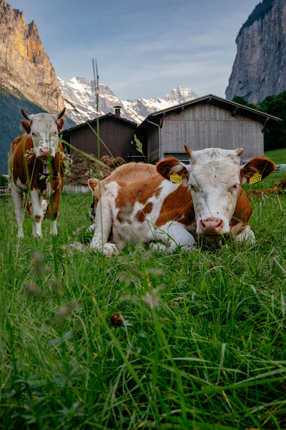 Дружня Коричнева Корова в Медоу в долині Лаутербруннен з водоспадами - Мале село - Юнгфрау влітку - Швейцарські Альпи, Швейцарія - Фото, зображення