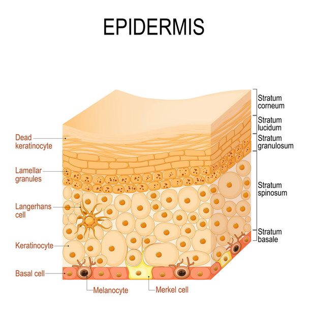 anatomía epidermis. capas y estructura celular de la piel humana. Primer plano de la epidermis. Ilustración vectorial - Vector, Imagen