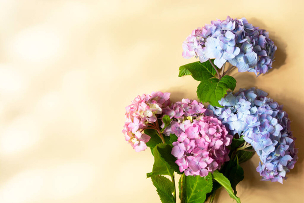 Hydrangea flower top view mockup. Beauty, feminine abstract floral background. Copy space for text. - 写真・画像