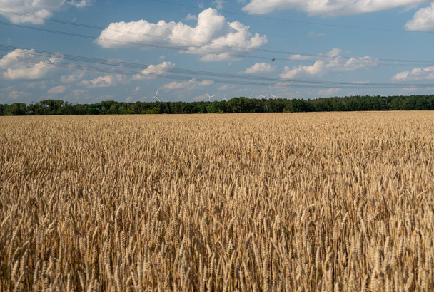 Golden wheat field against the background of the summer sky. - Photo, Image