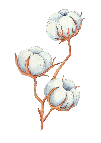 Цветок хлопка, раскрашенный акварелью, ботаническим наброском - Фото, изображение
