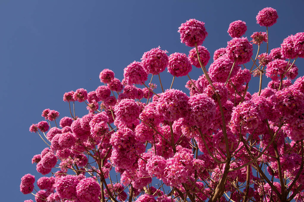 Részlet egy virágzó lila ipe kék ég a háttérben. Handroanthus impetiginosus. - Fotó, kép