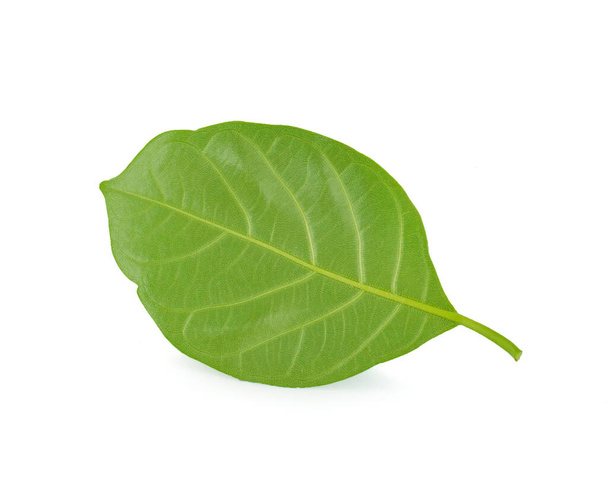 green leaf on a white background - Zdjęcie, obraz