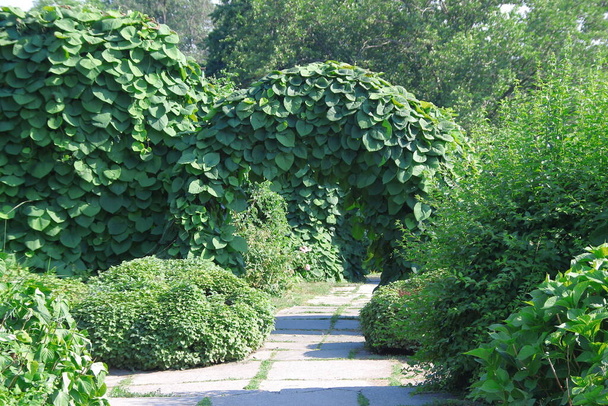 Zielone nasadzenia Kijowskiego Arboretum latem - Zdjęcie, obraz