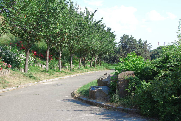夏のキエフ樹木園の緑の植え付け - 写真・画像