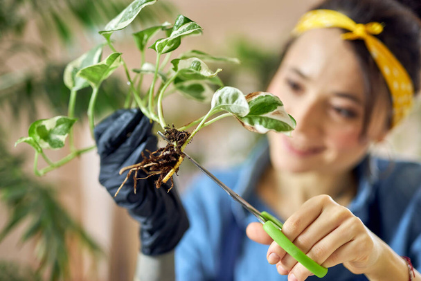 Mujer joven, jardinero femenino usando tijeras para recortar o podar la planta de la casa en casa - Foto, imagen