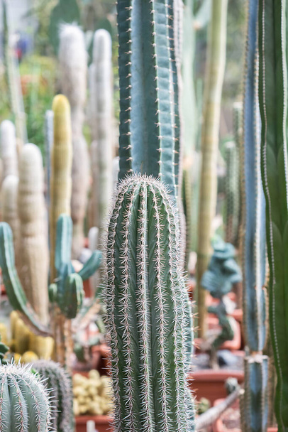 Collection of various tropical cactus and succulent plants in different pots. Potted cactus at the greenhouse garden - Photo, Image