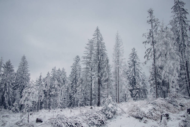 Einsamer Kiefernbaum inmitten einer Wiese. Eine karge undurchdringliche, schneebedeckte Wildnis in den Beskiden, Tschechische Republik. - Foto, Bild