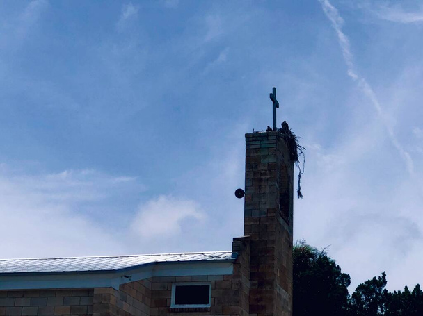 Nido de aves Osprey construido sobre torre de campanario iglesia de ladrillo - Foto, imagen