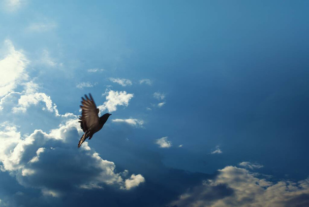 Dove in flight, preparing to land - Photo, Image