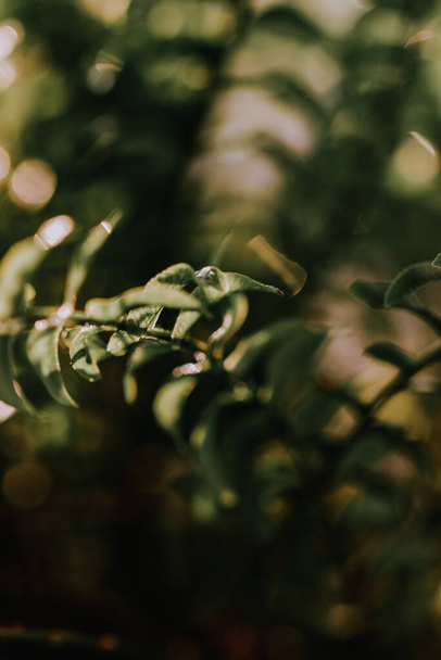 A vertical shot of green fern plant - 写真・画像
