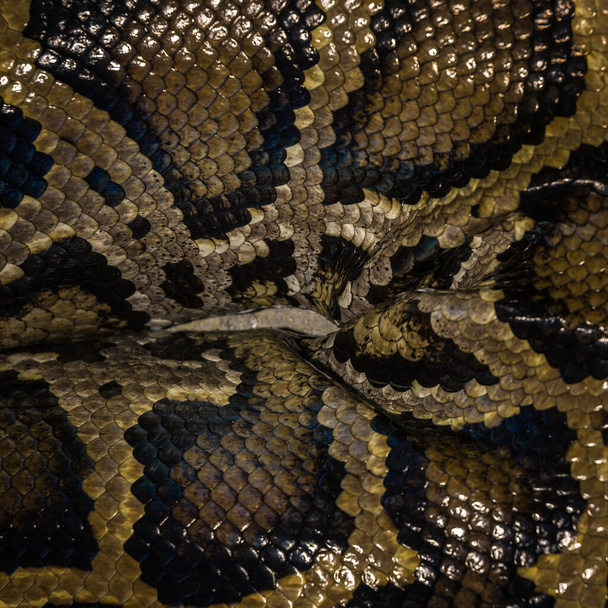 A vertical shot of python skin texture - Foto, imagen