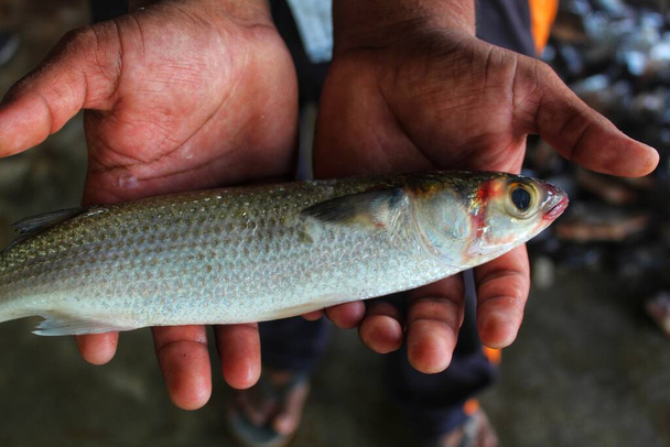 Big mugil cephalus pez salmonete gris en la mano con vista de cerca - Foto, Imagen