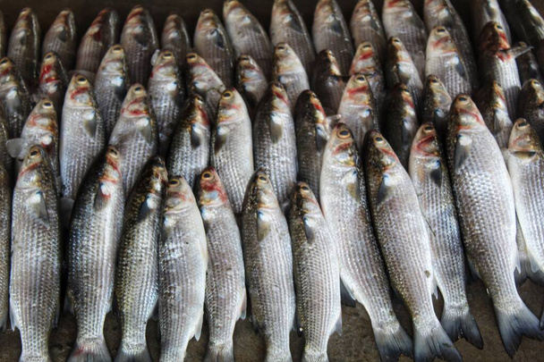 Große Mugil Cephalus Meeräsche in Eis arrangiert zum Verkauf auf dem indischen Fischmarkt - Foto, Bild
