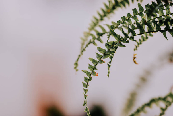 A selective focus shot of green fern plant - Foto, imagen