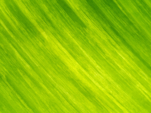 Gros plan texture les feuilles de banane de fond de plante tachetée. - Photo, image