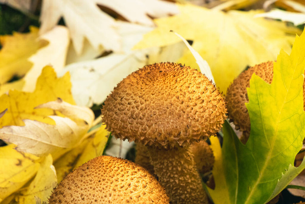 A closeup shot of tree mushrooms - Zdjęcie, obraz