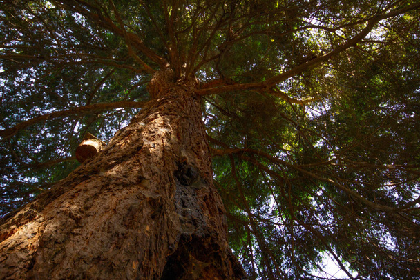 Низкий угол старого высокого дерева в лесу - Фото, изображение