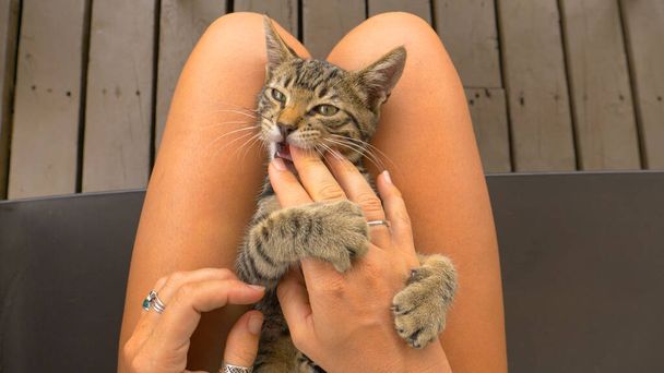 POV:それは楽しくあなたの指をかむしながら、あなたの膝の上にかわいい子猫をペット. - 写真・画像