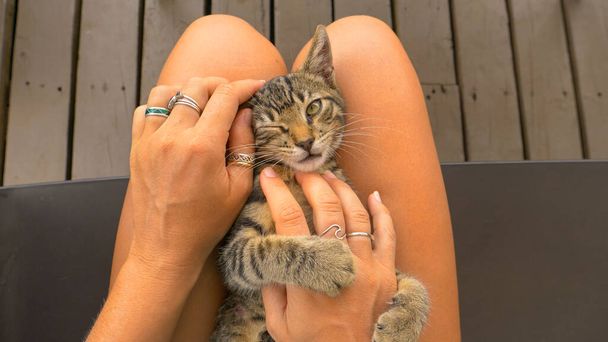 POV: Jugando con un gatito pequeño mientras se sienta en tu regazo, acariciando su barriga
. - Foto, Imagen