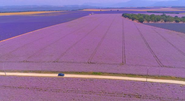 AERIAL: Car drives along a scenic road running through vast fields of lavender. - Foto, imagen