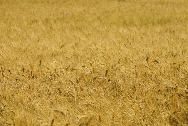FECHAR: Trigo dourado maduro antes da colheita movendo-se na brisa suave do verão. - Foto, Imagem