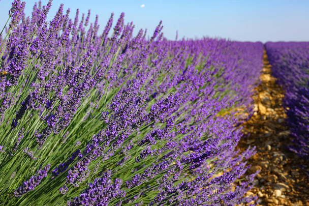 CLOSE UP: Beautiful shot of long rows of lavender stretching out into distance - Фото, зображення