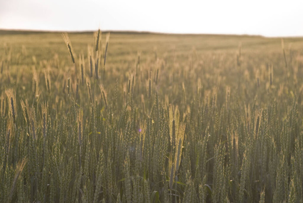 A wheat field on a sunny day - Foto, imagen