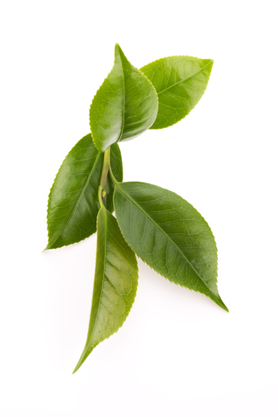 feuilles de thé fraîches isoaltées sur le fond blanc
 - Photo, image
